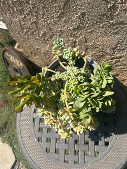 Planta