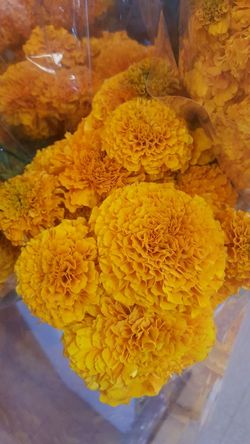 Flor de Cempasuchil(flor de muerto)/Cempasuchil flower for Sale in Garland,  TX - OfferUp