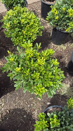 Pittosporum wheeler dwarf 5g
