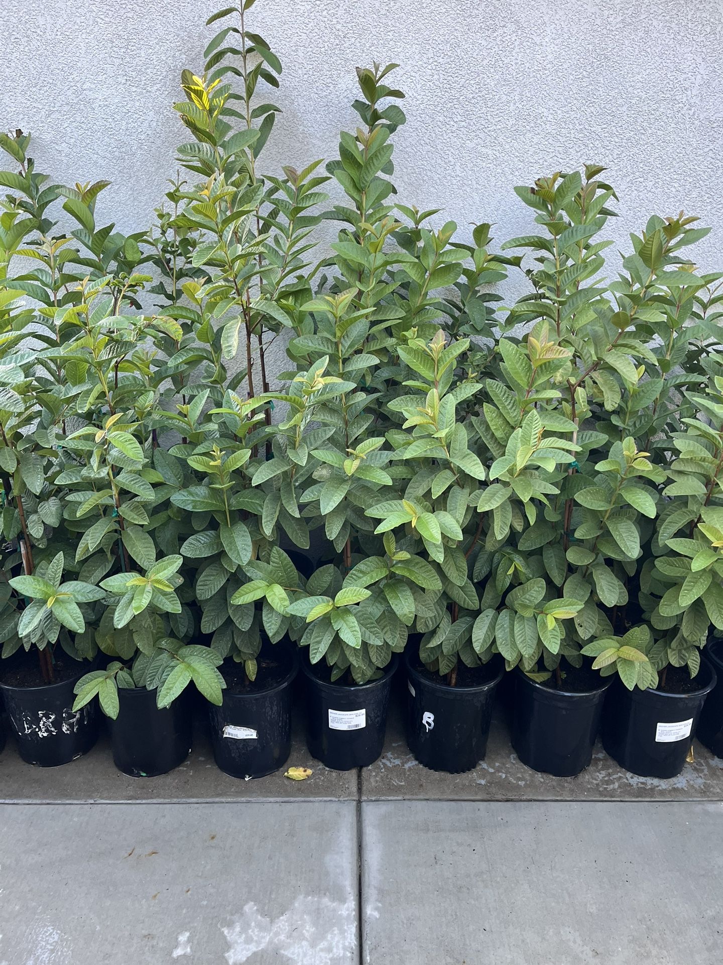 Plantas De Guallabos Disponibles