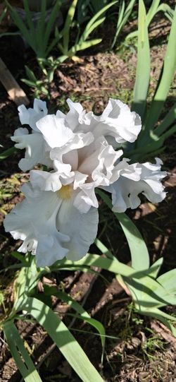 Iris