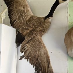 Taxidermy Canadian Goose
