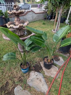 Banana tree