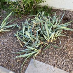 Agave Plants