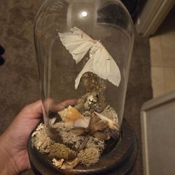 Taxidermy moth in glass jar 