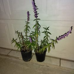 Midnight Sage Leucanta Plant