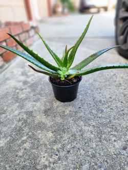 Aloe Vera Plant