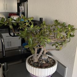 Jade plant (crassula ovata)