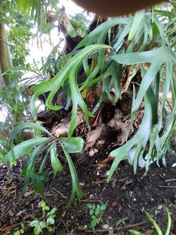 Staghorn  Ferns