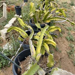 Dragon fruit plants pitaya