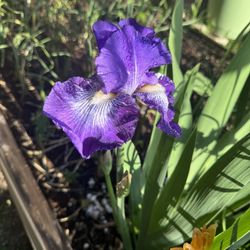 Different Purple Iris
