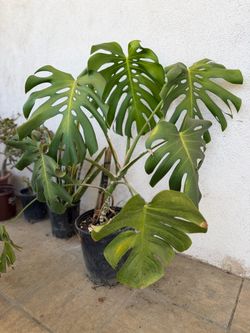 Monstera deliciosa medium size