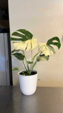 Plant