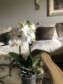 Orchids