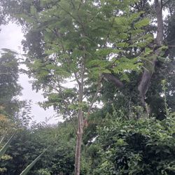 Large Royal Poinciana Trees $1250🌳