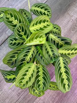 Prayer’s Plants Calathea Pet Friendly Plants 