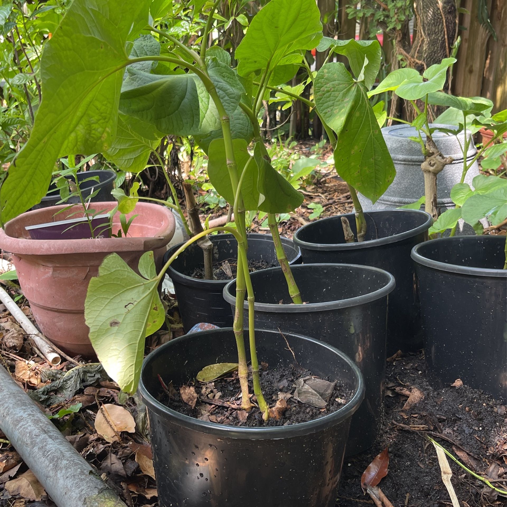 Live Kava Plants