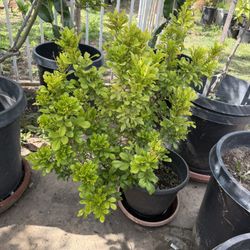     Chinese perfume plant