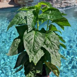 🍅Spring Plant Sale!🌿