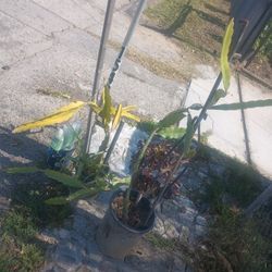 Free Dragon Fruit Plant 