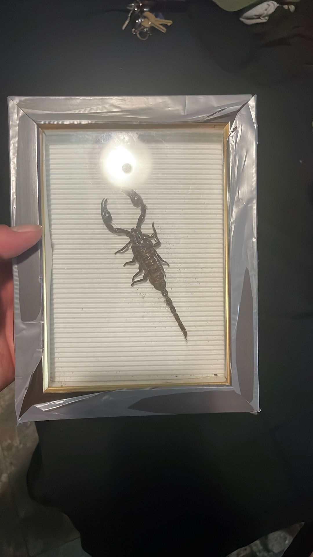 Taxidermy Scorpion 