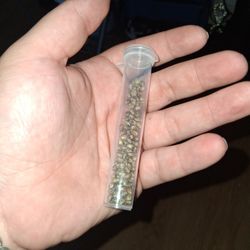 🥦Gelato Seed ×100