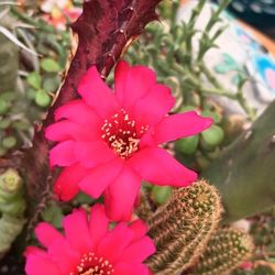 Arrangement Succulent And  Cactus 🌵.