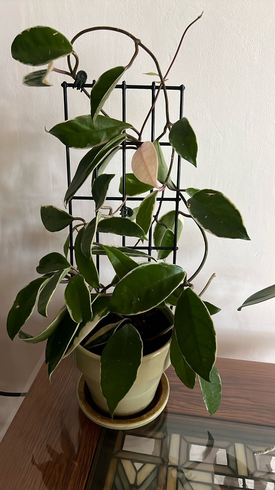 Wax Plant. ( Hoya, Hoya)