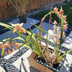 Cymbidium Orchid 