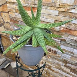 Alovera Plant 