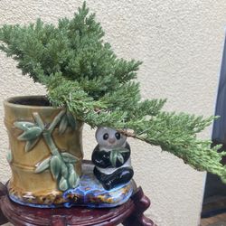 Bonsai Plants $45 Each Firm On Price