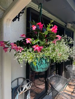Dipladanea hanging basket