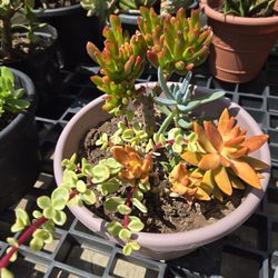 Plants/succulent
