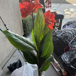 House Plant