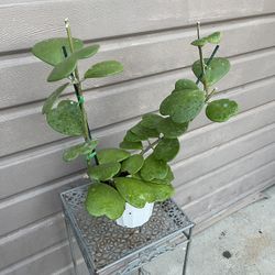 6” green hoyakerrii