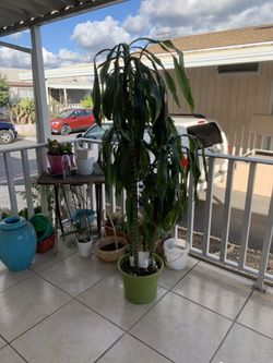 Plant