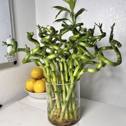 Spiral Lucky Bamboo Plants ($2 Each Stem) 14 In Tall Total Height