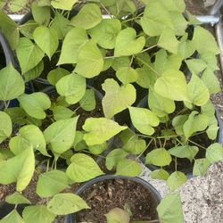 Sweet Potato/ Camote 