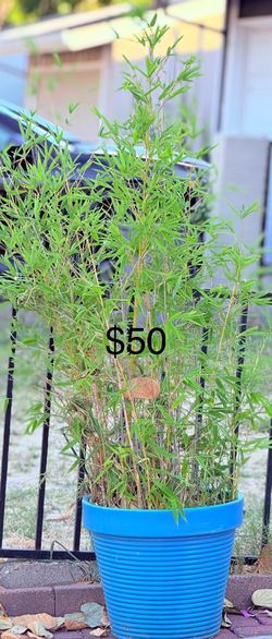 Bamboo Tree With Pot