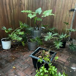 8 plants pots included