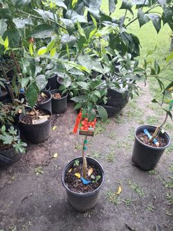 Arbol de mandarina