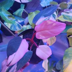Pink Princess Philodendron 
