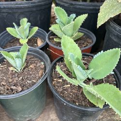 Kalanchoe Plants
