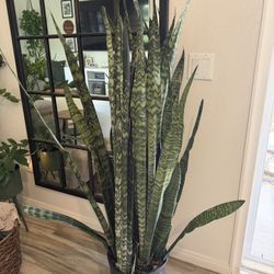 Real Live 5’ Dark Green Healthy Snake Plant 