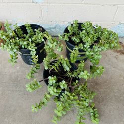 JADE PLANTS ELEFANT FOOD PLANTS MILLONARIAS ABUNDANCE PLANTS BEATIFUL READY FOR TRASPLANTER 