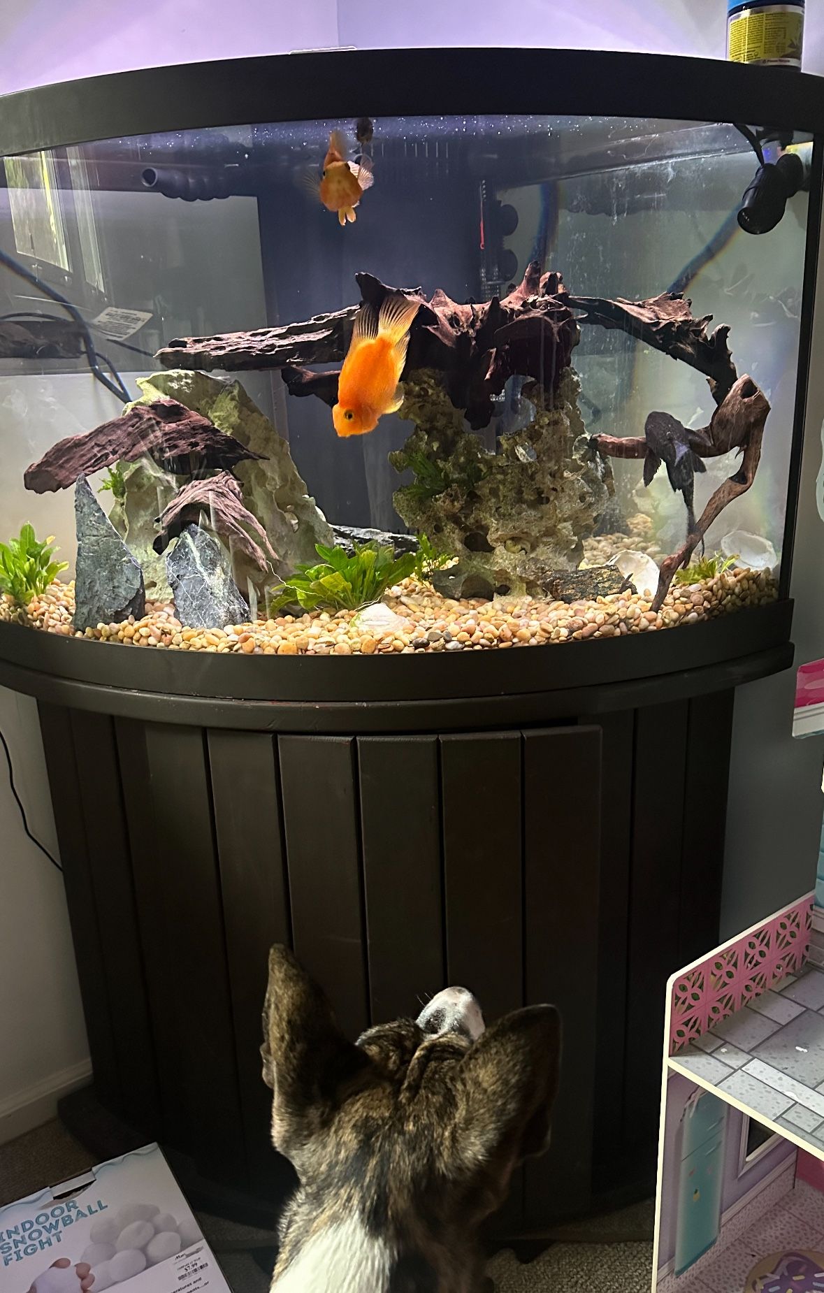 Aquarium w/ stand