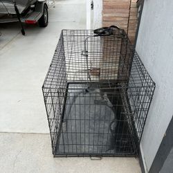 Dog Travel