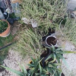 Plants Alo Vera And Rosmery