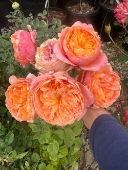 Victoria Secret Rose