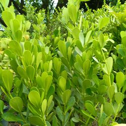 Clusia Privacy Hedge Plants 7gl 4.5ft $23🌿🏡